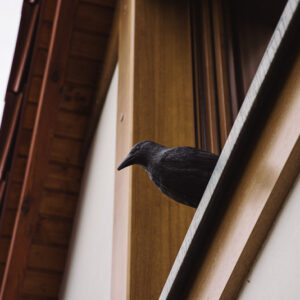 ΚΟΡΑΚΙ ΣΚΙΑΧΤΡΟ ΑΠΩΘΗΤΙΚΟ ΟΜΟΙΩΜΑ ΠΟΥΛΙΩΝ