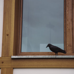 ΚΟΡΑΚΙ ΣΚΙΑΧΤΡΟ ΑΠΩΘΗΤΙΚΟ ΟΜΟΙΩΜΑ ΠΟΥΛΙΩΝ